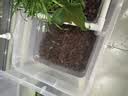 创宁石英纳米细菌屋小号20根 鱼缸底滤池陶瓷净水硝化培菌过滤材料 实拍图