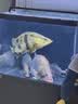 备能鱼盐水族专用盐观赏鱼鱼缸盐杀菌净水养鱼用海盐水质净化剂 4斤 实拍图