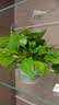 京东绿植绿萝盆栽除甲醛花卉绿植办公室新房净化空气180加仑4盆装源头直发 实拍图