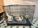 洁西 小宠益生菌 兔子肠胃宝龙猫荷兰猪日常保健豚鼠仓鼠营养补充10包 实拍图