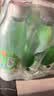 依能 青柠檬味苏打水饮料 无糖无汽弱碱 500ml*24瓶 塑膜装饮品 实拍图