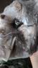京东跑山猪 黑猪猪蹄 2斤(1斤*2小包) 带主筋带皮猪手猪脚烧烤卤猪蹄食材 实拍图