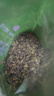 宝然乌龙茶2026新茶安溪铁观音清香型一级250g袋装 自己喝 实拍图