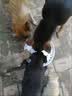 睿福祥土狗家狗通用型幼犬成犬冻干10斤装柯基泰迪金毛边牧中小型犬粮 【营养鲜肉纯粮】5斤装牛肉味 0lb 实拍图