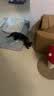 欢宠网猫薄荷球猫玩具猫咪磨牙棒逗猫自嗨解闷神器磨牙猫猫小猫幼猫宠物 实拍图