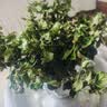 花翁栀子花盆栽四季开花卉大全树苗室内绿植好养易活茉莉花源头直发 实拍图