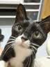 帕特 主食冻干猫粮猫零食全价生骨肉冻干幼猫成猫全期 鸡肉冻干200g 实拍图