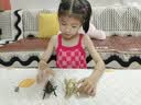 COOKSS立体昆虫发条玩具儿童益智爬行仿真动物模型早教认知生日礼物礼盒 实拍图