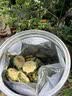 南京同仁堂苦瓜片75g精选特级苦瓜干苦瓜茶鲜甜苦瓜糖压泡水煲汤养生泡水喝 实拍图