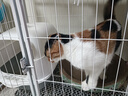 疯狂的主人猫抓板窝碗形大号猫抓盆不掉屑猫窝宠物猫玩具瓦楞纸猫爪板 实拍图