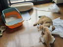 汪野君猫砂盆半封闭顶入猫厕防外溅幼猫成猫猫屎盆猫沙盆带猫砂铲大号 实拍图