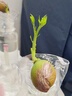 史丹利水培植物铜钱草富贵竹蔬菜花卉巴西木营养液肥料专用肥水养500ml 实拍图