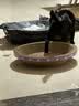 【京东物流】猫抓板磨爪猫窝一体耐磨不掉屑超大号猫玩具猫咪用品 圆形大号+猫薄荷 实拍图