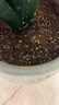 德沃多16L植物营养土通用养花土种菜有机土壤绿植盆栽种植土椰糠 实拍图