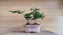 文竹盆栽绿植花卉盆景植物室内客厅水培文松云竹文竹大苗四季常青 小文竹【3棵性价比高】原土球发货 高度15-25cm 实拍图