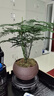 开时果 文竹盆栽中式植物禅意微盆景 办公室客厅桌面花卉创意迷你小绿植 【热销款】舍得紫砂盆+苔藓+底座 实拍图