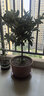意轩 【带花苞】阳台室内盆栽花卉栀子花树苗大叶绿植四季开花枝子花 独杆栀子花【6年苗】【带花苞】 不含盆 实拍图