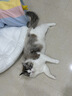 欢宠网猫笼子猫产房猫咪帐篷猫窝隔离笼宠物猫猫幼猫小猫生产待产屋猫房 实拍图