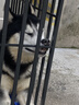 朗亲狗粮金毛拉布拉多泰迪成犬专用小中大型犬通用型狗干粮20kg 实拍图