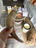 约克先生牛骨头磨牙棒耐啃咬含骨髓高硬高钙营养烘干牛角1支250g 实拍图