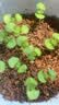 IAM City Farmer罗勒DIY桌面植物种植趣味盆栽厨房香料种子开学季教师节礼物10078 实拍图