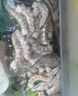 东方甄选冷冻青虾仁去虾线厄瓜多尔南美白虾原料生鲜水产独立包装速冻送礼 【51-60】中号1袋装 1kg(净重)  （100g*10小包） 实拍图