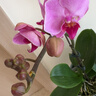 年宵花春节蝴蝶兰盆栽花苗桌面装饰花卉植物四季好养绿植过年货 粉色系蝴蝶兰-裸苗（带花苞+半开放） 实拍图