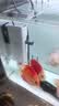 松宝（sobo）鱼缸过滤器内置三合一过滤增氧系统水族箱养鱼循环水泵氧气泵 15W 实拍图