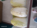 2025新鲜黄心大娃娃菜大白菜蔬菜辣白菜酸菜包心菜黄心白菜 新鲜娃娃菜5斤 实拍图