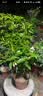 鲁花 食用油 物理压榨 剥壳去皮 葵花仁油5L 实拍图