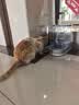 华元宠具超大容量宠物自动喂食器狗狗饮水机狗盆猫碗喂水猫咪投食器套装 实拍图