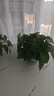 京东绿植绿萝盆栽除甲醛花卉绿植办公室新房净化空气180加仑4盆装源头直发 实拍图