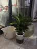 行湘白掌盆栽一帆风顺绿植盆栽花卉室内好养 小白掌+早安盆 源头直发 实拍图