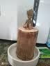 九月生水培巴西木幸运木带托盘格鲁特花卉绿植盆栽室内桌面植物中号 实拍图