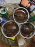 肴师傅麻辣卤甲鱼500g1只装 麻辣鲜香整只加热即食熟食手撕卤味私房菜 实拍图