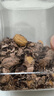 每果时光新货大颗粒紫皮腰果原香盐焗越南紫衣带皮坚果炒货干果孕妇零食 【特大颗粒·1斤】新货： 净重500g*1包（量贩大包） 实拍图