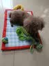 甜浪海狗狗玩具小狗幼犬磨牙棒玩具比熊博美互动解闷耐咬宠物用品5件套 实拍图