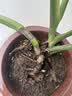 植男植女金钱树大型盆栽植物室内客厅办公室四季常青招财好养绿植源头直发 实拍图