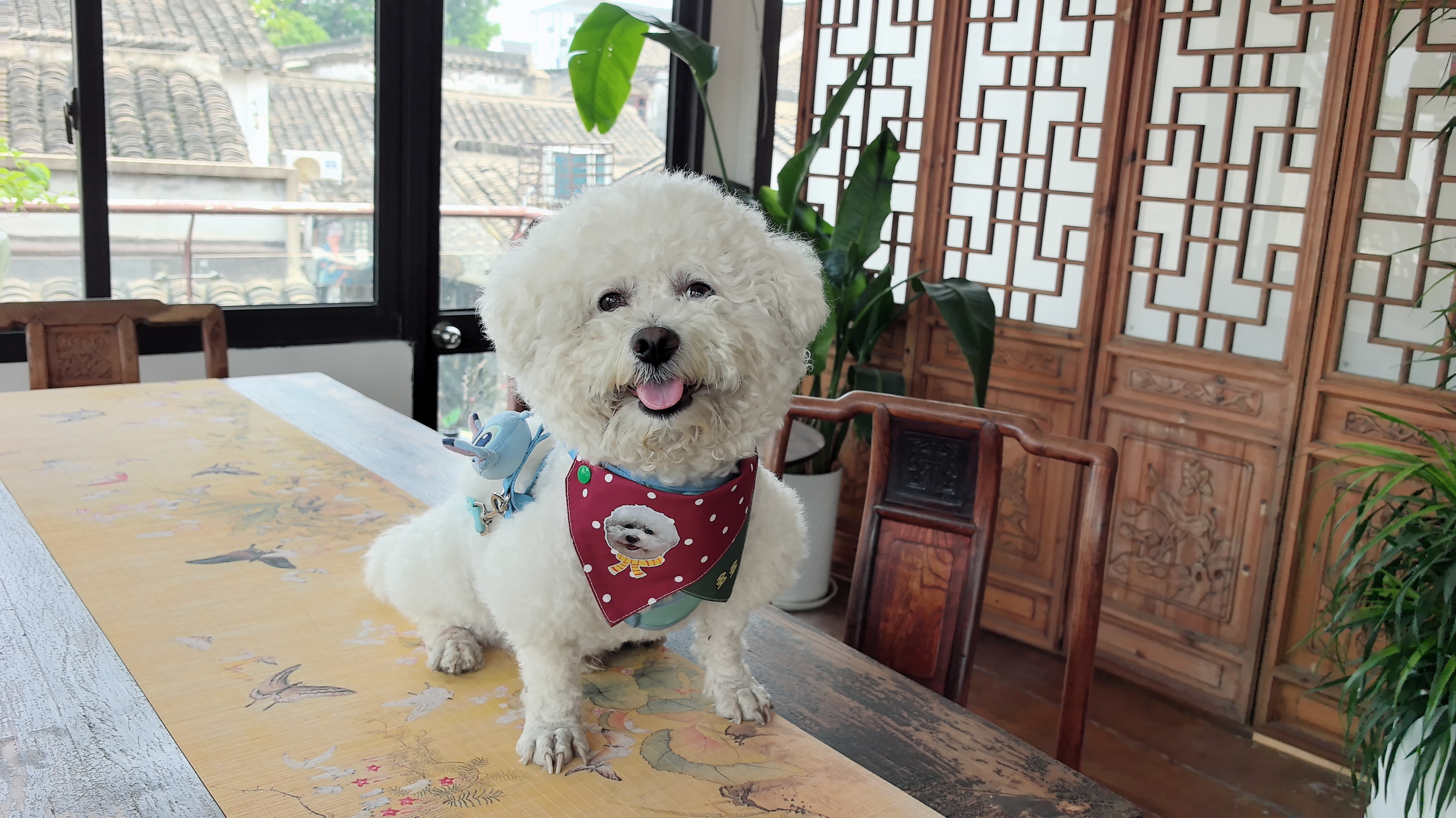卡露诗（calus）宠物狗狗沐浴露宠物用品洗澡香波比熊犬专用定制浴液520ml 实拍图