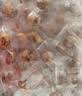 鲜窝窝去皮去核红枣600g 宝宝辅食特极新疆灰枣原料独立包装免洗零食 实拍图