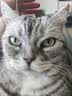 N1 爱宠爱猫N1进口钠基膨润土混合猫砂 6.5kg*3盒升级1.5mm豆腐砂可冲马桶 实拍图