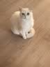 朗亲猫干粮全价成猫专用蓝猫布偶美短通用型鱼肉味猫粮10kg 实拍图