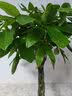 叹为观止大型植物发财树各种大颗盆栽开业乔迁客厅办公室内好养大型花卉 辫子发财树【1.2-1.4米】 不含盆 实拍图