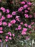 全友家居 茉伊真皮床1.8米x2米主卧室双人大床奶油风头层牛皮艺软包床 实拍图