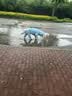 MIKI PAD狗狗雨衣全包四脚防水衣服春秋宠物中大型犬金毛萨摩耶防脏神器 蓝色暴力熊雨衣 8XL（建议背长72cm以内，建议体重80-100斤） 实拍图
