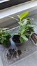 IAM City Farmer含羞草种植盆栽 小学生科学趣味diy盆栽 植物观察窗发芽生长10032 实拍图