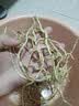 京喜加【26年新根】新鲜鱼腥草折耳根嫩根凉拌节节根现挖猪鼻孔带泥 带泥折耳根1斤 尝鲜装 实拍图