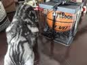 Wilson威尔胜Evo NXT系列FIBA比赛专业用球室内篮球7号球成人送礼 实拍图