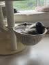 兽牌森林猫爬架大型猫树猫窝一体豪华剑麻猫架太空舱缅因大猫四季适用 森林Plus【实木上漆款】 实拍图