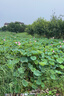 星光海南椰壳活性炭包高碘值 新房装修除甲醛吸附去异味 维炭真空包装 实拍图